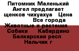 Питомник Маленький Ангел предлагает щенков чихуахуа › Цена ­ 10 000 - Все города Животные и растения » Собаки   . Кабардино-Балкарская респ.,Нальчик г.